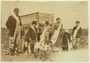 Yes, We Picked Cotton, Lots of Cotton